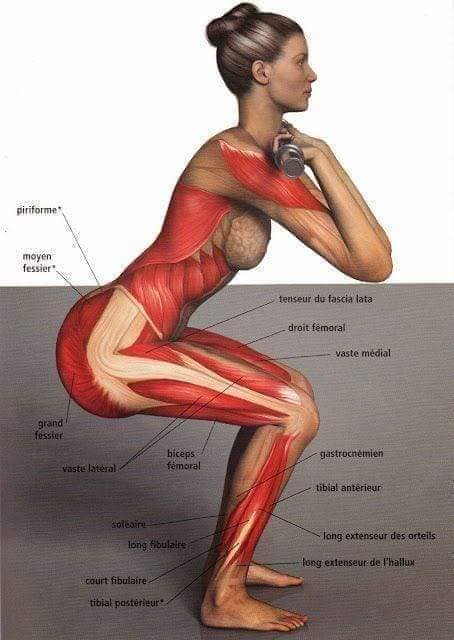 М'язові системи muscular-system26.jpg