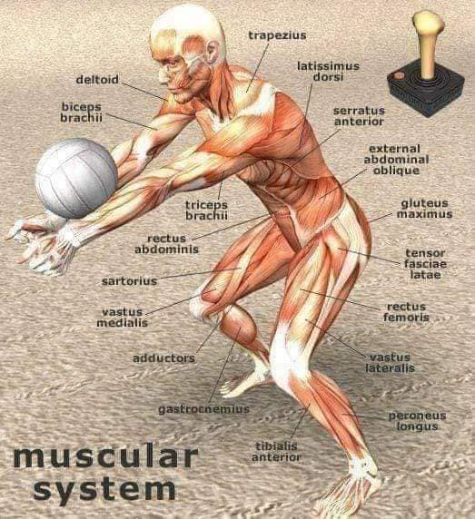 М'язові системи muscular-system27.jpg