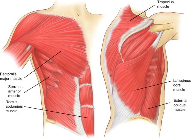 М'язові системи muscular-system28.jpg