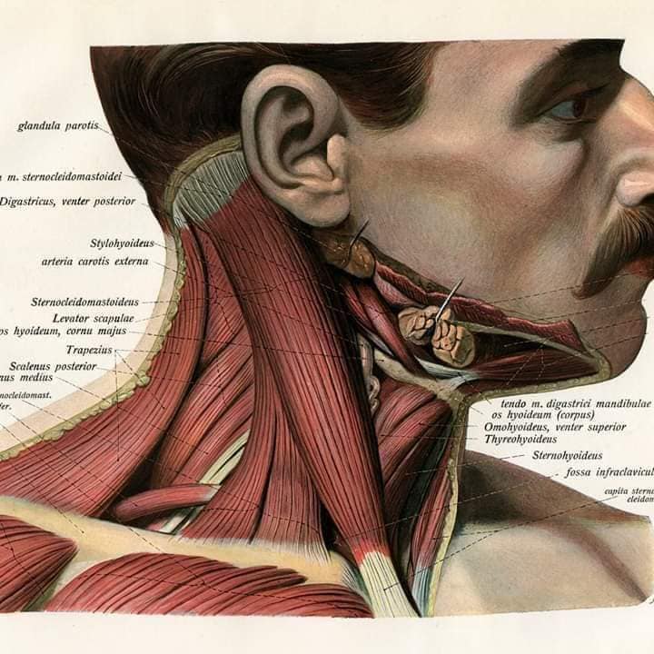 М'язові системи muscular-system3.jpg