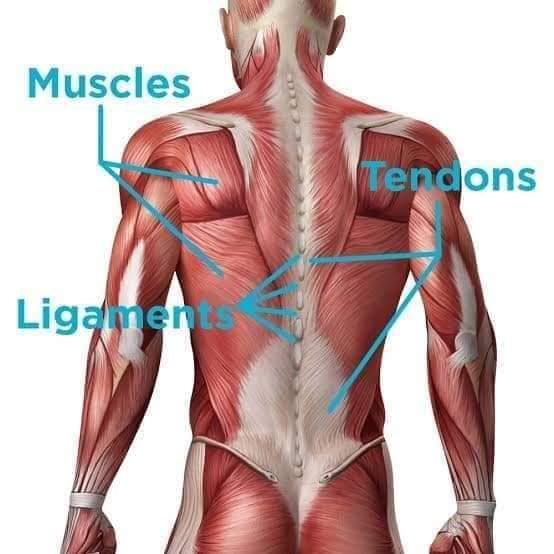 М'язові системи muscular-system30.jpg