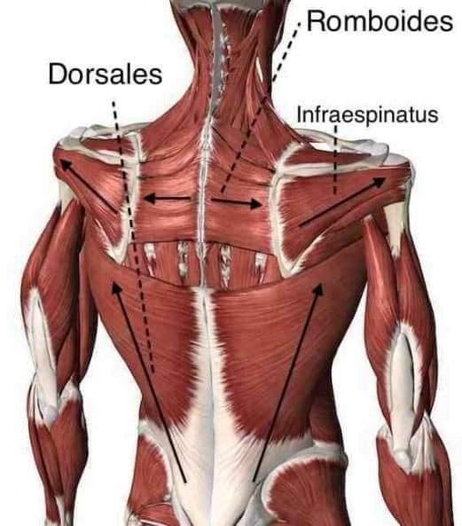 М'язові системи muscular-system31.jpg