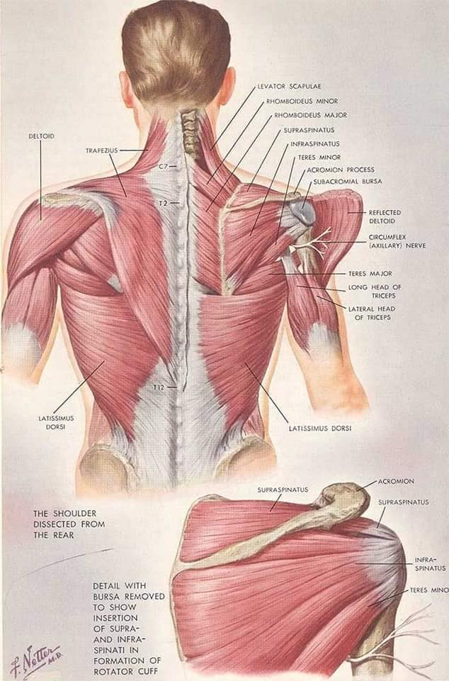 М'язові системи muscular-system32.jpg