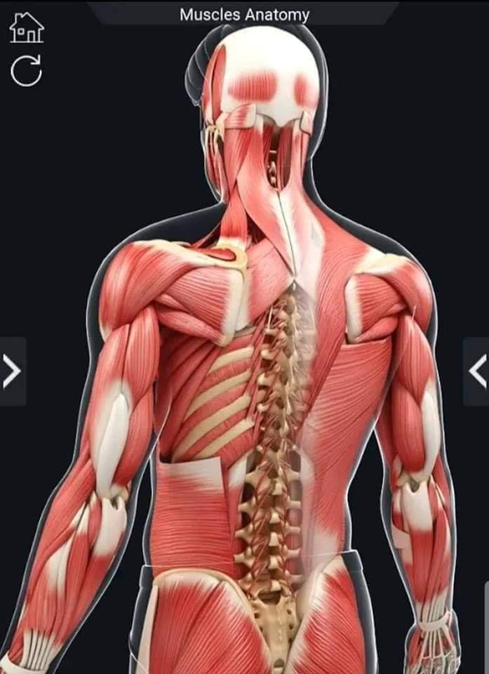 М'язові системи muscular-system33.jpg