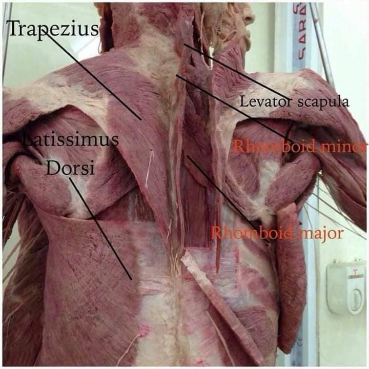 М'язові системи muscular-system34.jpg