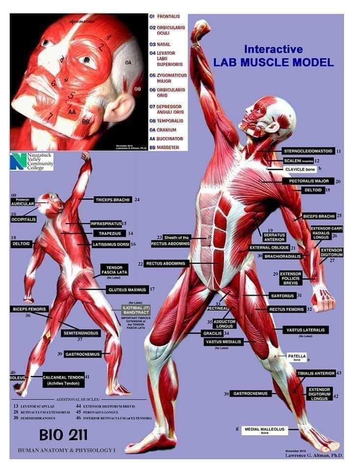М'язові системи muscular-system36.jpg
