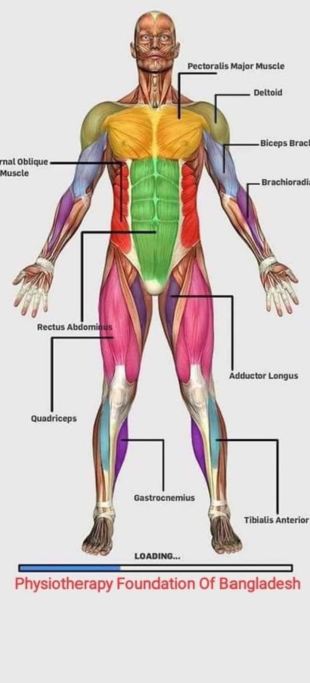 М'язові системи muscular-system38.jpg