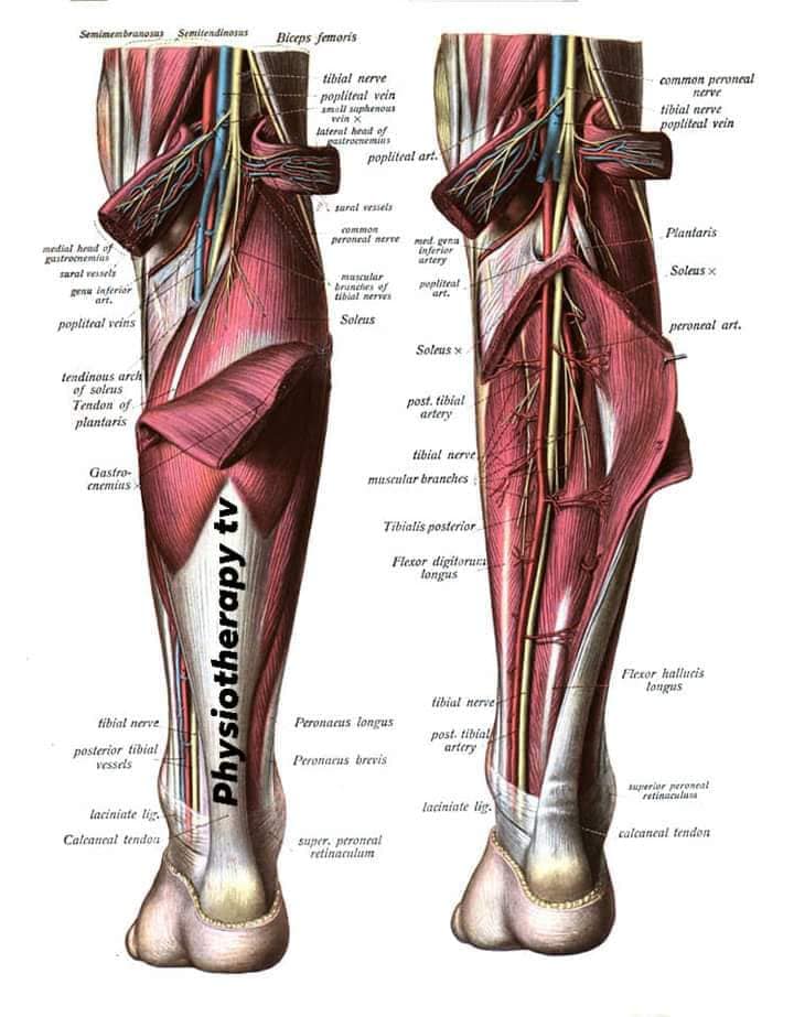 М'язові системи muscular-system39.jpg