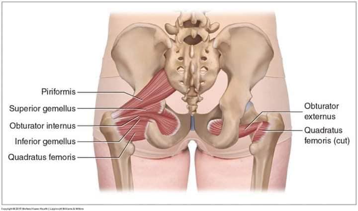 М'язові системи muscular-system41.jpg
