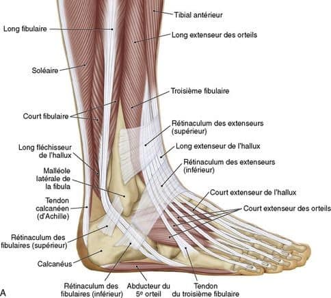 М'язові системи muscular-system42.jpg