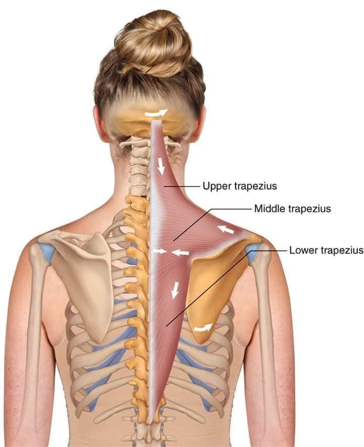 М'язові системи muscular-system43.jpg