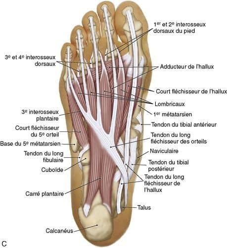 М'язові системи muscular-system44.jpg