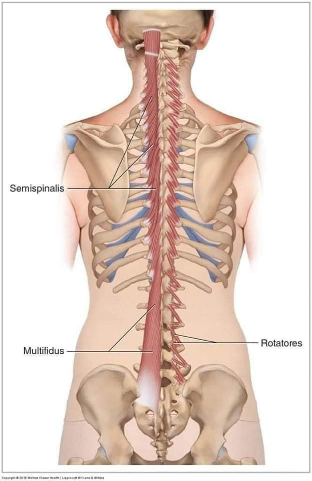 М'язові системи muscular-system45.jpg