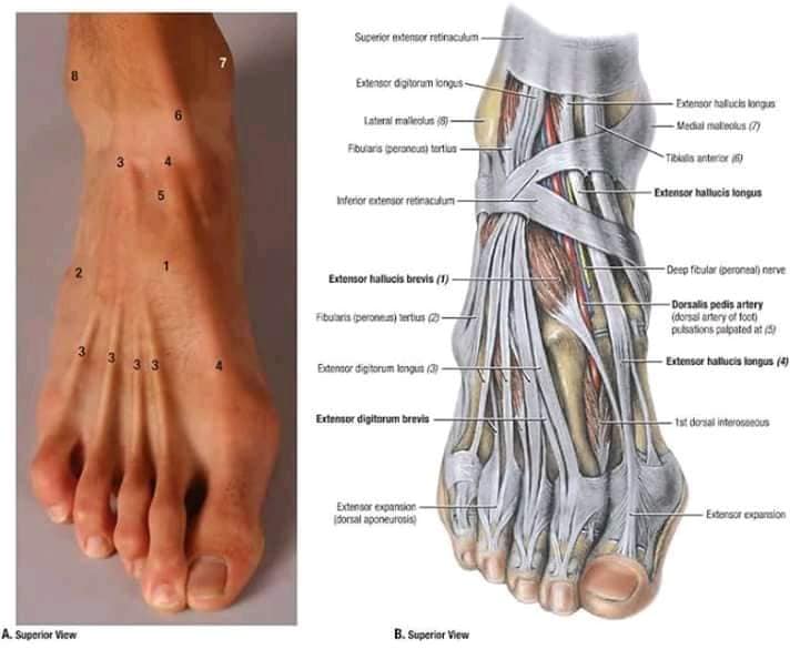 М'язові системи muscular-system46.jpg