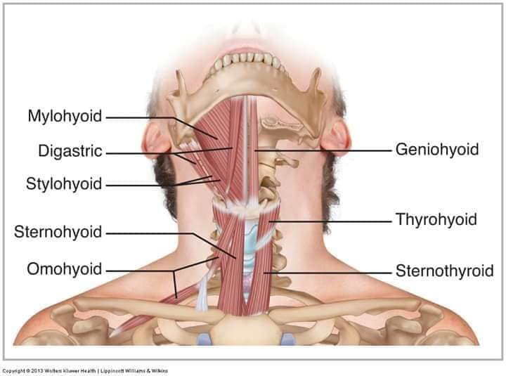 М'язові системи muscular-system47.jpg