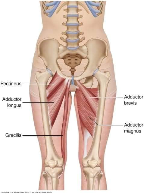 М'язові системи muscular-system48.jpg