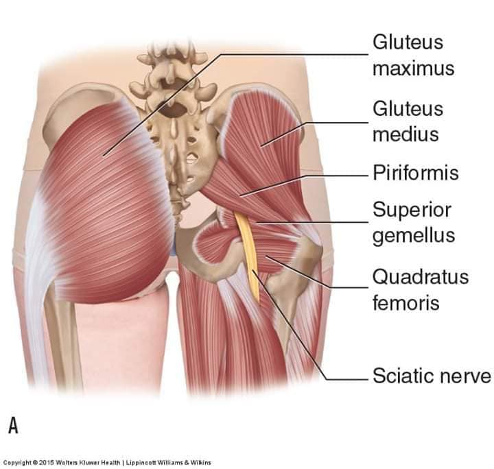 М'язові системи muscular-system49.jpg