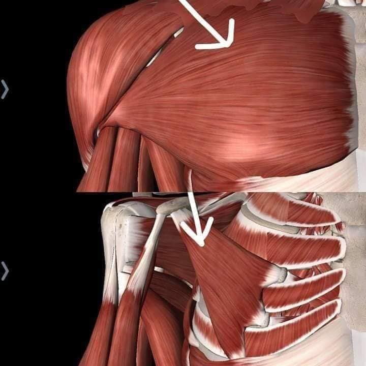 М'язові системи muscular-system5.jpg