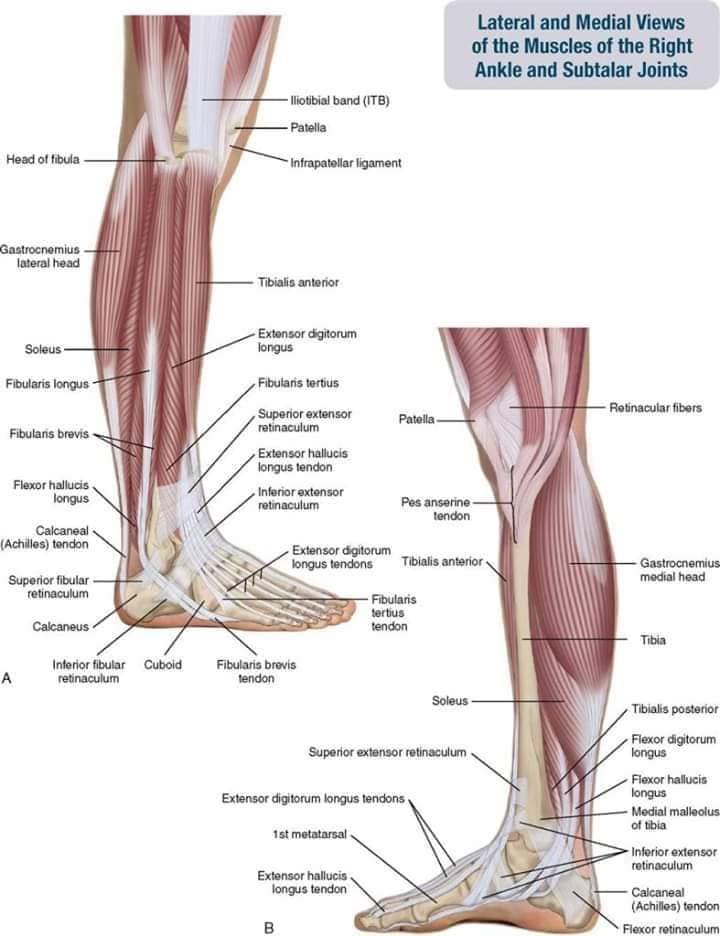 М'язові системи muscular-system50.jpg