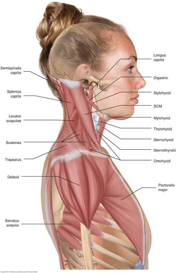 М'язові системи muscular-system51.jpg