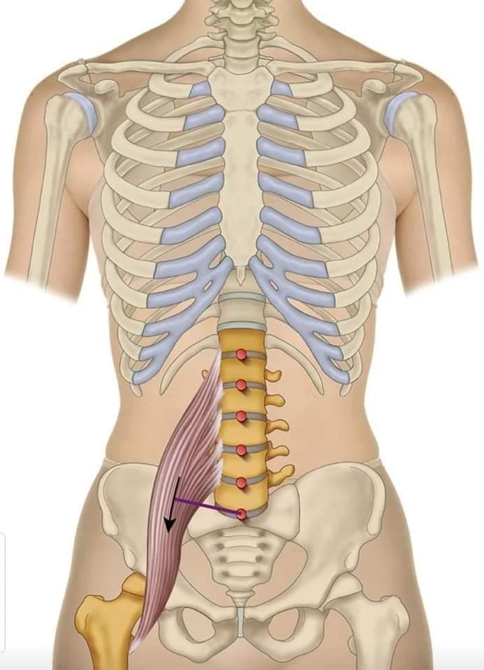 М'язові системи muscular-system52.jpg