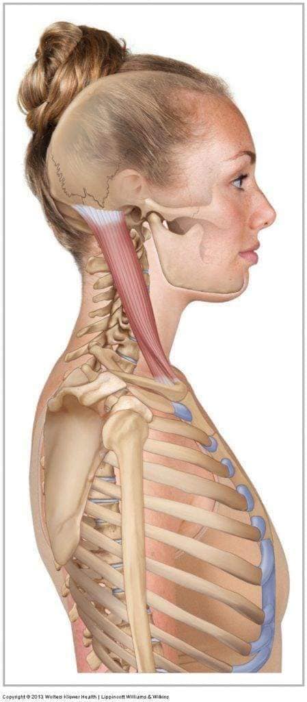 М'язові системи muscular-system54.jpg
