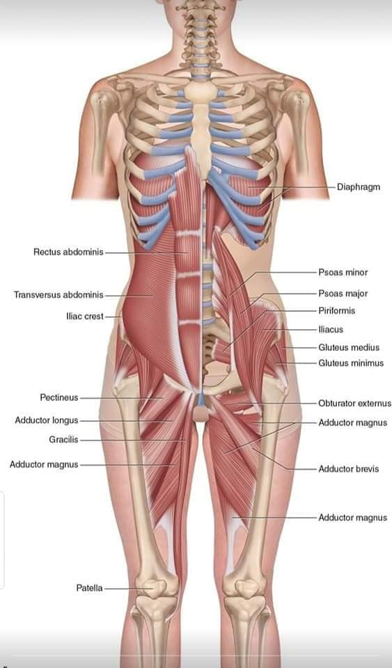 М'язові системи muscular-system55.jpg