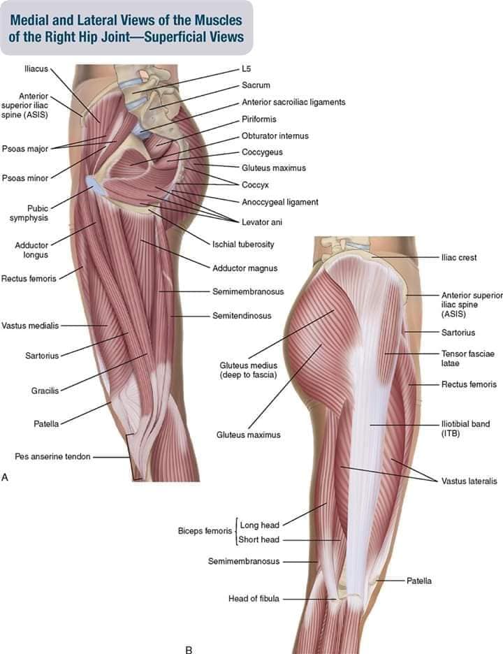 М'язові системи muscular-system56.jpg