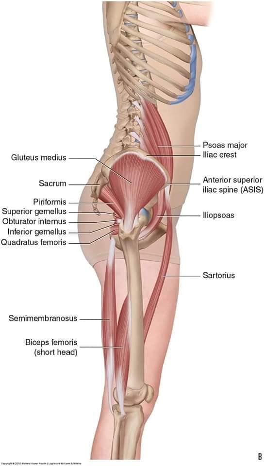 М'язові системи muscular-system57.jpg