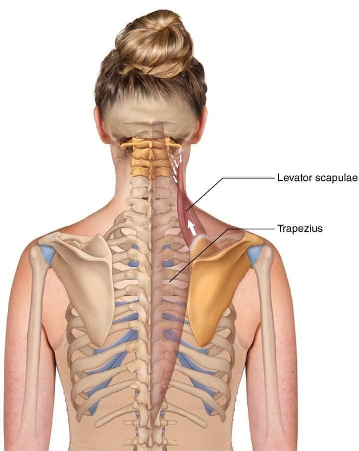 М'язові системи muscular-system58.jpg
