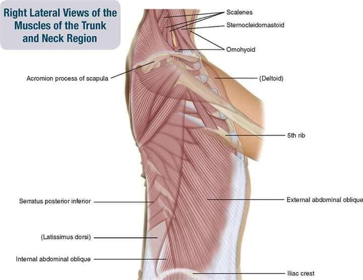 М'язові системи muscular-system59.jpg