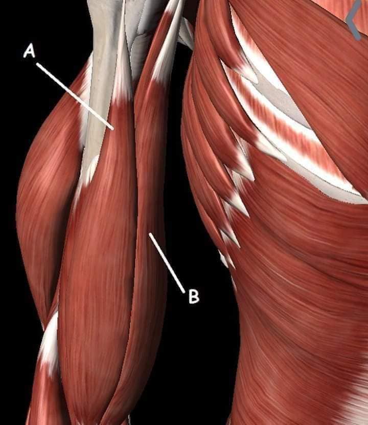 М'язові системи muscular-system6.jpg