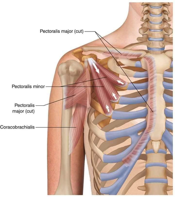 М'язові системи muscular-system60.jpg