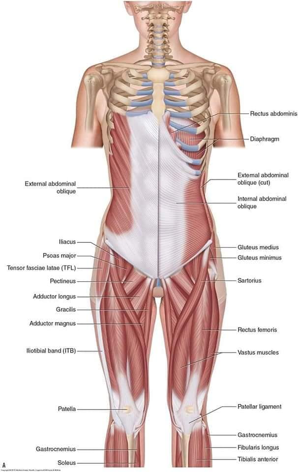 М'язові системи muscular-system61.jpg