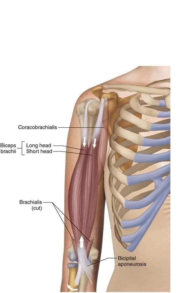 М'язові системи muscular-system62.jpg
