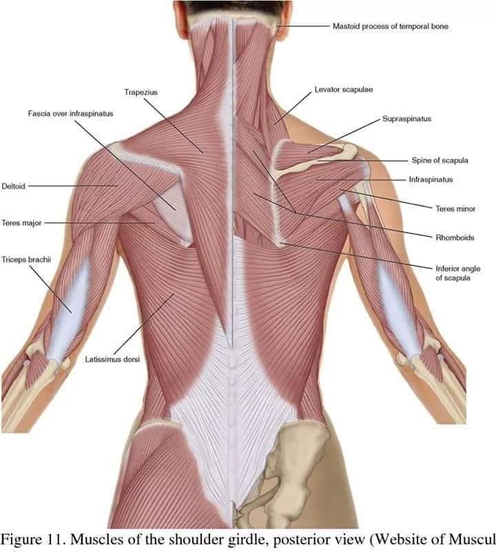 М'язові системи muscular-system63.jpg
