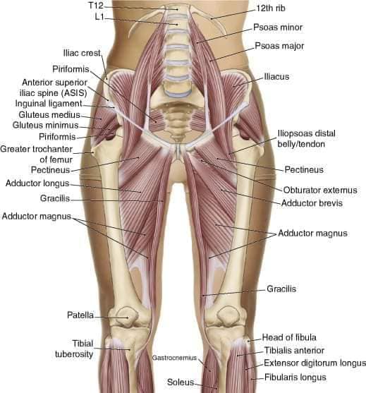 М'язові системи muscular-system64.jpg