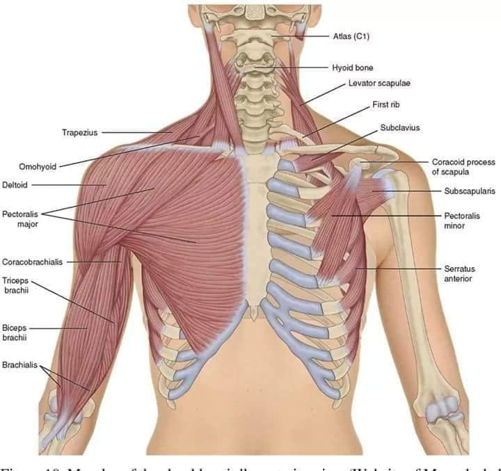 М'язові системи muscular-system66.jpg