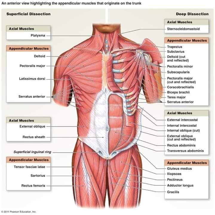 М'язові системи muscular-system67.jpg