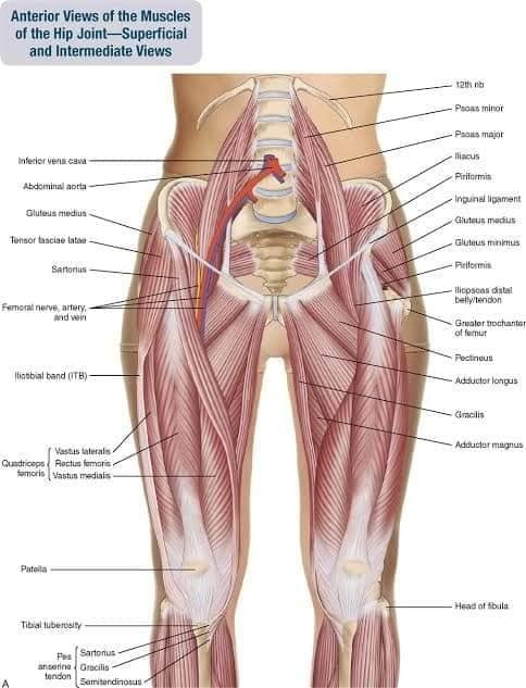 М'язові системи muscular-system68.jpg