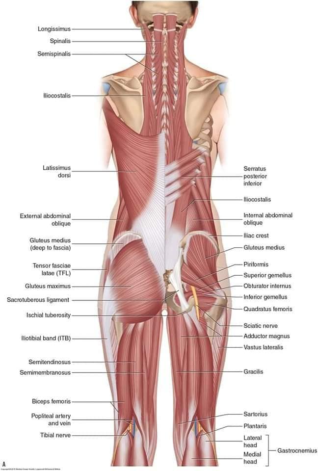 М'язові системи muscular-system69.jpg