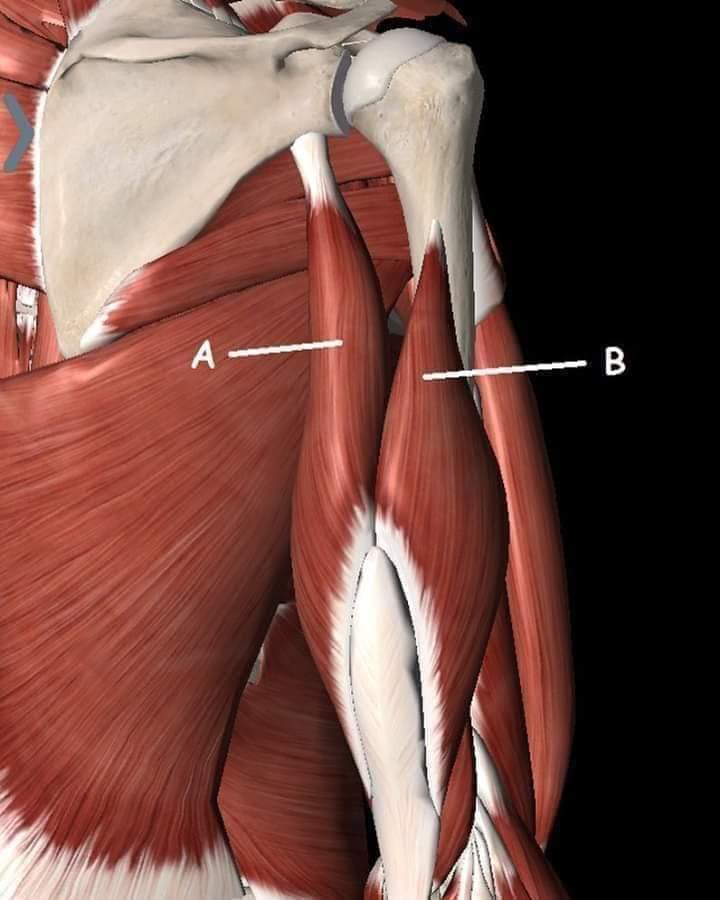 М'язові системи muscular-system7.jpg