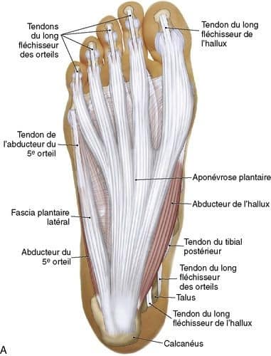 М'язові системи muscular-system70.jpg