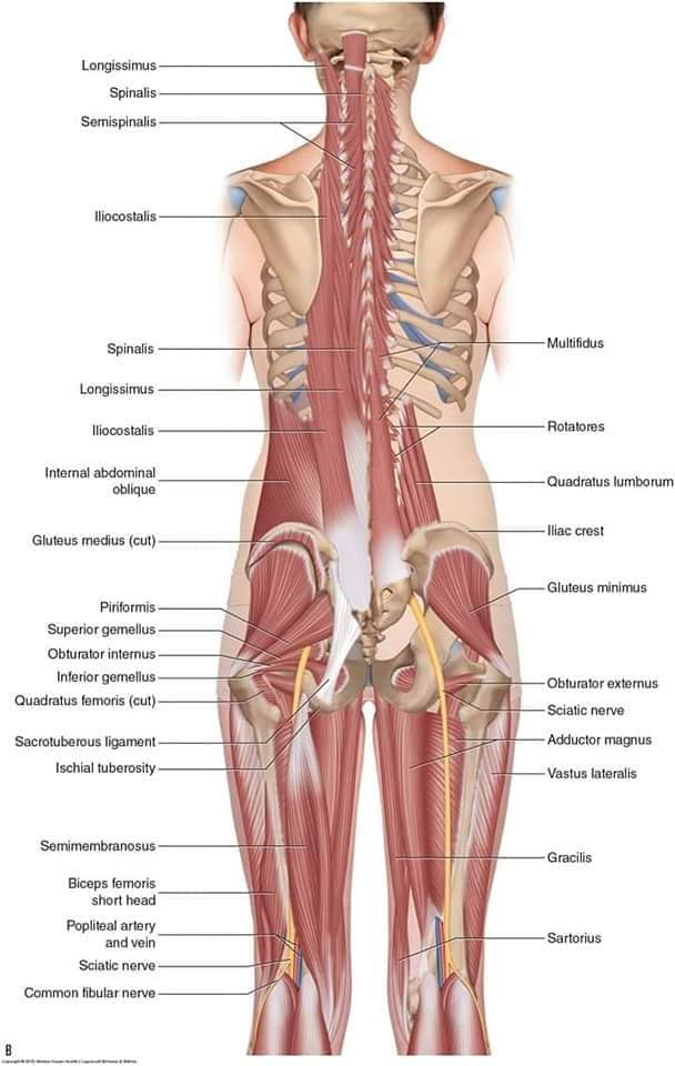 М'язові системи muscular-system71.jpg