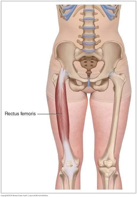 М'язові системи muscular-system72.jpg