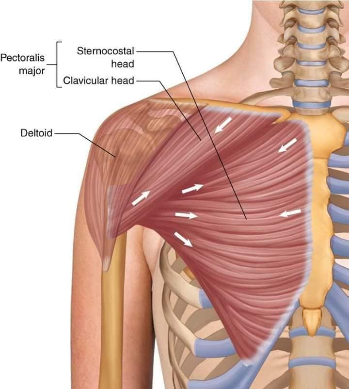 М'язові системи muscular-system73.jpg
