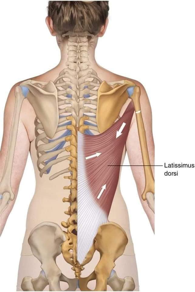 М'язові системи muscular-system74.jpg