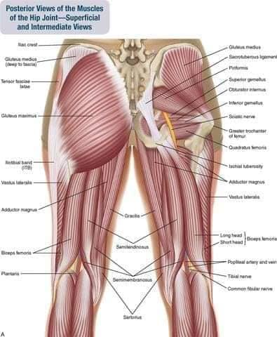 М'язові системи muscular-system75.jpg