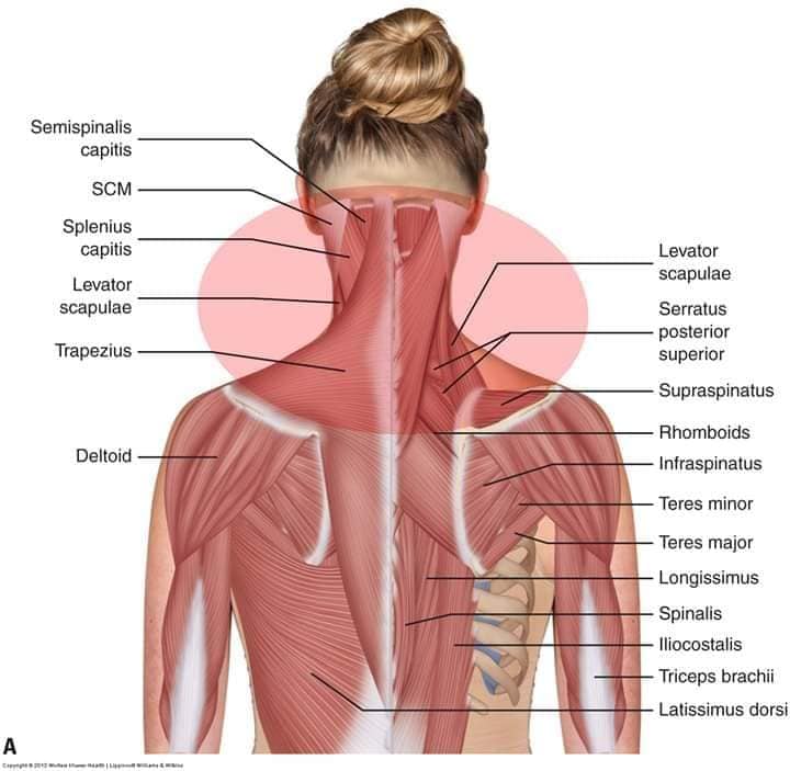 М'язові системи muscular-system76.jpg