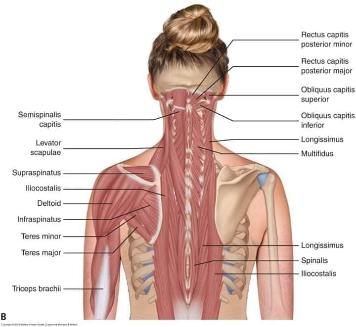 М'язові системи muscular-system77.jpg
